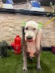 Agave Pet Grooming