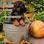 Negocio Animal Health International