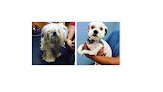 Barley's Kutz Grooming & Boutique