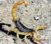 Bug Busters Pest Control