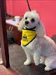 Carola Dog Grooming