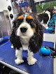 Negocio Comfy Dog Mobile Grooming
