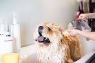 Connie's Dog Grooming Shop