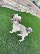 Crazy Dog Groming