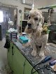 D'karlux Pet Salon