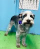 Dog Lovers Grooming
