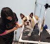 Dog Lovers Grooming