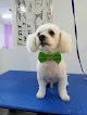 Dog Star Grooming