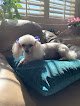 Doggy Dearest Pet Grooming