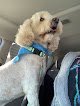 Doggy Kingdom Grooming