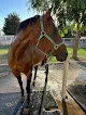 Negocio Equine Veterinary Services: Ramos Jose A Dvm