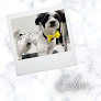 Fur Babies Grooming Salon & Spa