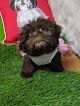 Glamour Pooch Grooming Boutique