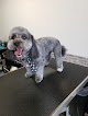 Groomology