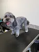 Groomology