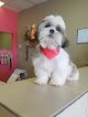 Happy Pets Hotel & Dog Training Center