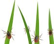 Hirby Pest Control
