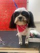 Julian's Pet Grooming, Daycare & Boarding