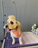 Lucky Dog Grooming