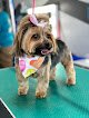 Pawfection Dog Grooming