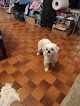 Petco Grooming