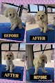 Precious Dog Grooming Mobile Service