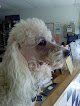 Negocio Rusty's Pet Salon