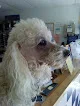 Rusty's Pet Salon