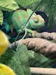 Negocio Scales And Tails Pet Rescue