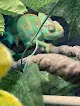Negocio Scales And Tails Pet Rescue