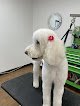 Shaggy Chic Grooming Boutique