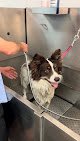 Soapy Paws Self Dog Wash