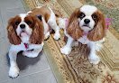 The Paw House Grooming And Boarding