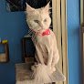 Vip Pet Grooming