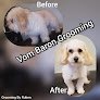 Vom Baron Grooming